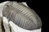 Detailed Morocops Trilobite - Multi-Toned Shell #127022-5
